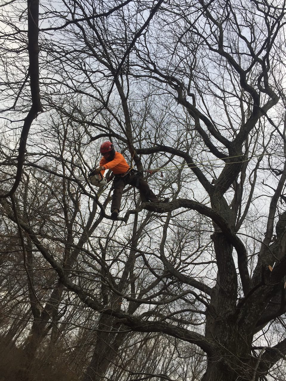 Balancing while cutting a tree and branches