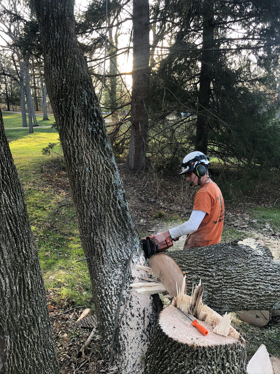 Cutting chainsaw trunk of tree