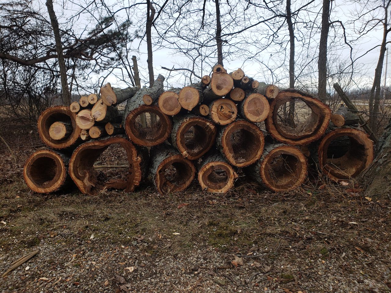 Dead wood piled for cutting