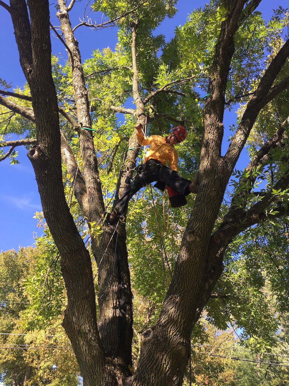 Excellent safety while cutting a tree