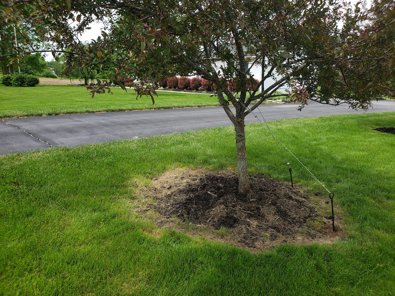 Freshly moved tree and roots