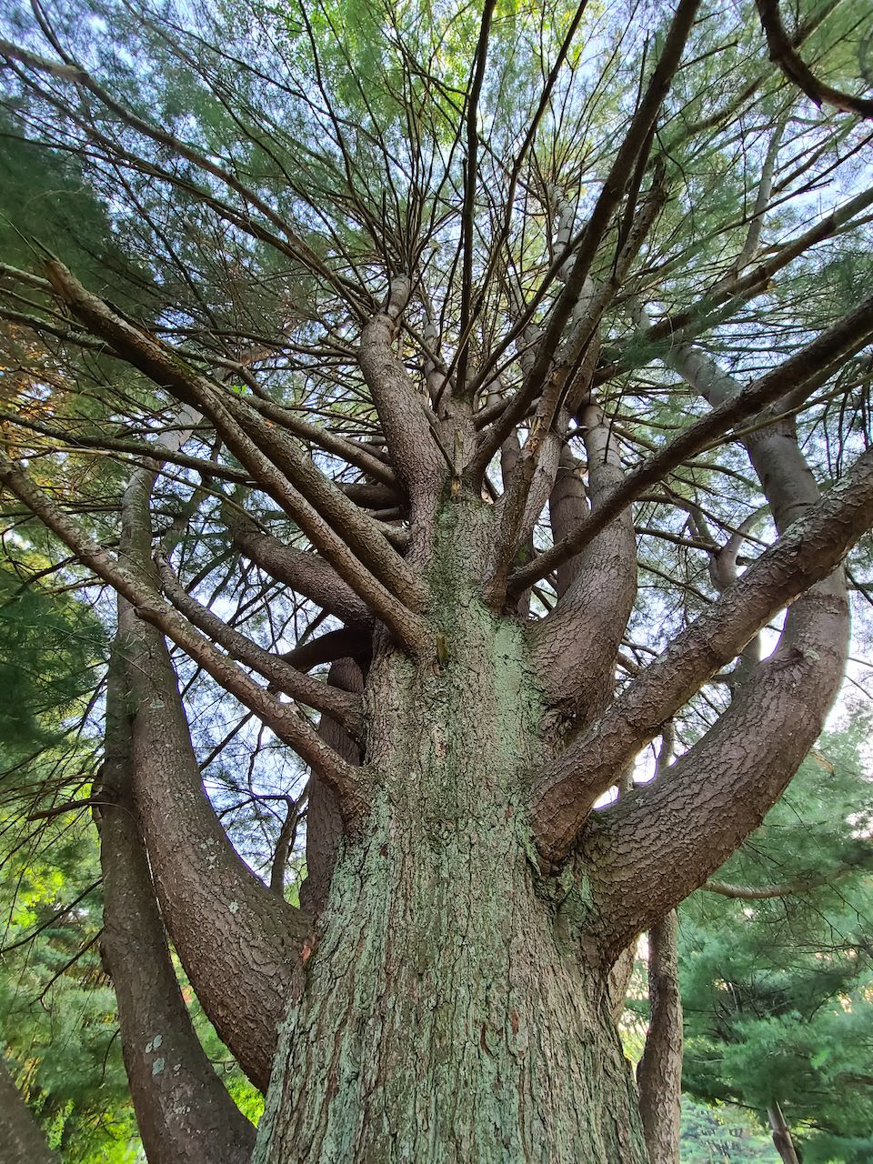 Looking up at a large tree