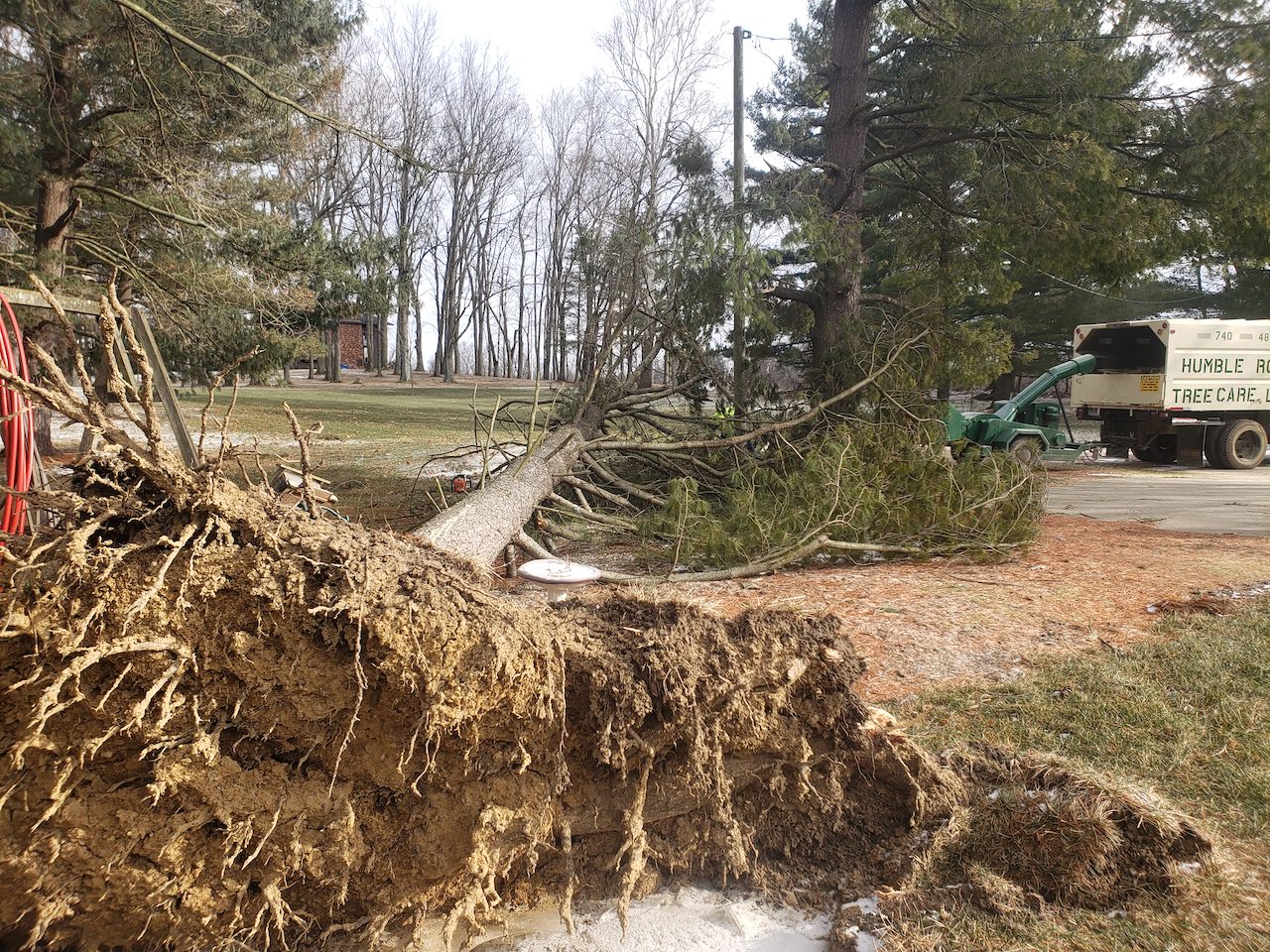 Uprooted tree must be cut